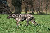 IRISH WOLFHOUND 288